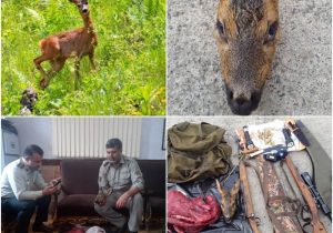 دستگیری شکارچیان شوکا در سیاهکل