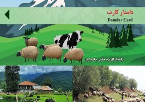 دامداران برای دریافت دامدار کارت اقدام کنند