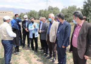 بازدید میدانی از هجوم گسترده آفت ملخ مراکشی در شهرستان رودبار