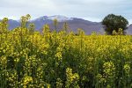 آغاز خرید تضمینی کلزا در شهرستان رودبار