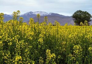 آغاز خرید تضمینی کلزا در شهرستان رودبار