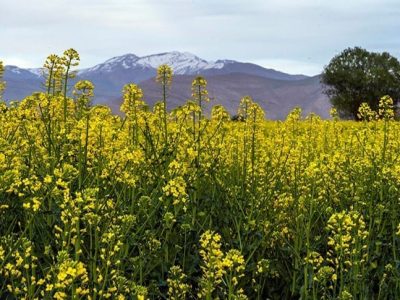 آغاز خرید تضمینی کلزا در شهرستان رودبار