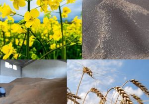 خرید تضمینی گندم و کلزا در شهرستان رودبار رو به افزایش است