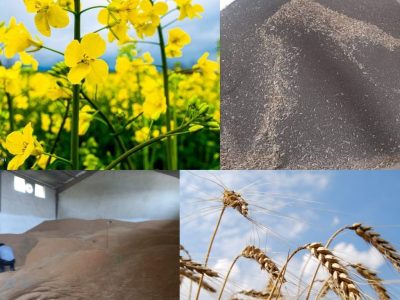 خرید تضمینی گندم و کلزا در شهرستان رودبار رو به افزایش است