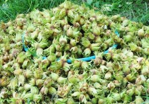 گیلان، استان نخست در تولید فندق کشور