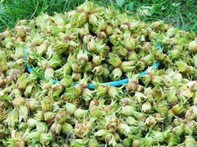 گیلان، استان نخست در تولید فندق کشور
