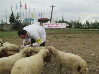 نظارت های بهداشتی دامپزشکی گیلان در ذبح دام عید قربان