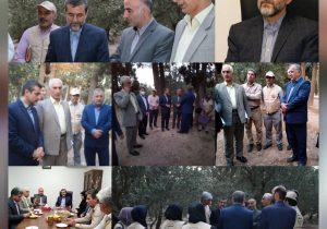 لزوم‌ شناسنامه دار کردن باغات زیتون در گیلان/ شهرستان رودبار بعنوان قطب تولید زیتون نیازمند توجه بیشتر است