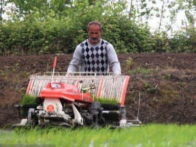 مدیریت بهینه آب در شالیزارهای گیلان ضروری است