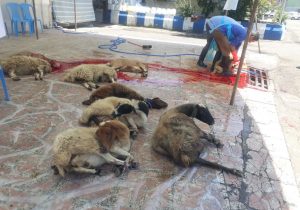 ذبح ۲۰ راس گوسفند در طرح مشارکتی عید قربان