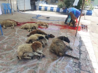 ذبح ۲۰ راس گوسفند در طرح مشارکتی عید قربان