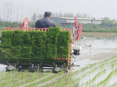پایان نشای برنج در ۲۳۸هزار هکتار از شالیزارهای گیلان