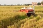 جلوگیری از هدررفت ۱۰ هزار تنی برنج با کاهش یک درصدی ضایعات