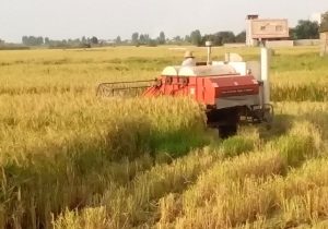 جلوگیری از هدررفت ۱۰ هزار تنی برنج با کاهش یک درصدی ضایعات