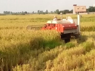 جلوگیری از هدررفت ۱۰ هزار تنی برنج با کاهش یک درصدی ضایعات