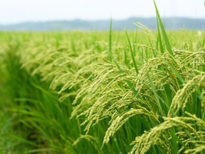 فروش بی‌دغدغه و ممنوعیت واردات برنج تقاضای کشاورزان گیلانی است