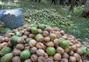 آغاز برداشت نوبرانه گردو از باغات گیلان