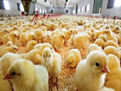 جوجه‌ریزی ۲۹ میلیون قطعه‌ای سویه آرین در گیلان
