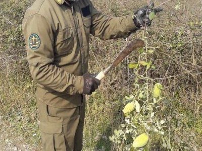 غفلت از گونه مهاجم آروجیا مبارزه با آن را پرهزینه می کند