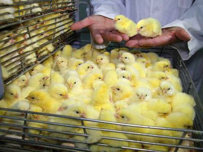 جوجه ریزی بیش از ۱۴ میلیون قطعه ای در گیلان