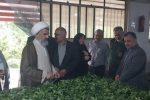 سرمایه‌گذاری در بخش چای نتیجه‌بخش خواهد بود