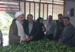 سرمایه‌گذاری در بخش چای نتیجه‌بخش خواهد بود