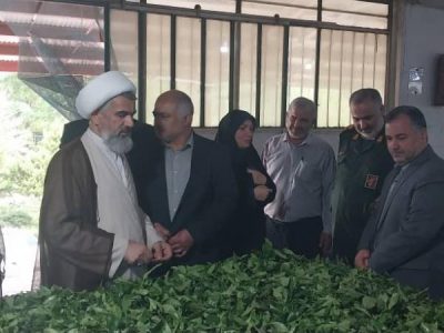 سرمایه‌گذاری در بخش چای نتیجه‌بخش خواهد بود