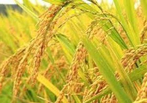 طرح جهش تولید برنج برای نخستین بار در گیلان اجرایی شد