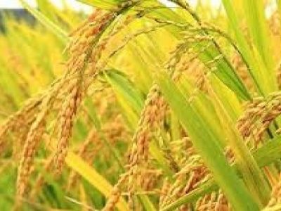 طرح جهش تولید برنج برای نخستین بار در گیلان اجرایی شد