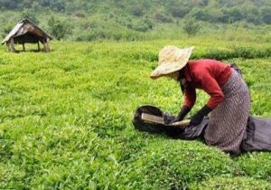 چای گیلان استعاره زندگی