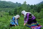 زخمی بر جسم نحیف چای؛ باغاتی که به دیار باقی شتافتند