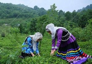 زخمی بر جسم نحیف چای؛ باغاتی که به دیار باقی شتافتند