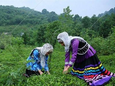 زخمی بر جسم نحیف چای؛ باغاتی که به دیار باقی شتافتند