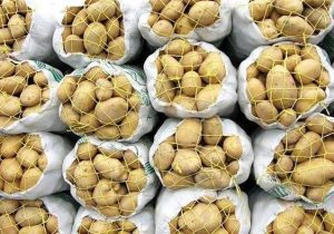 توزیع سیب زمینی با نرخ مصوب ۵۵ هزار تومان در گیلان