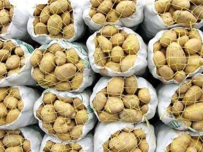 توزیع سیب زمینی با نرخ مصوب ۵۵ هزار تومان در گیلان