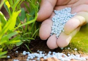 توزیع ۸۵ هزار تن کودکشاورزی در گیلان