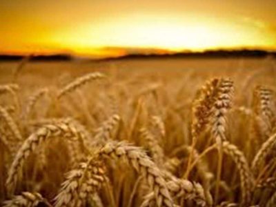پایش نوروزی مزارع گندم و جو دیم در شهرستان رودبار