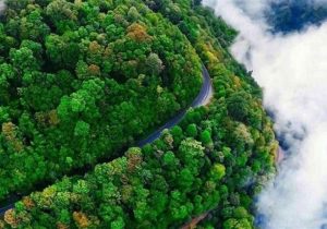 نجات معجزه‌آسای پیرمرد رشتی در جنگل‌های گیلان