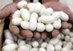 زنحیره ارزش ابریشم در لاهیجان تکمیل می‌شود 