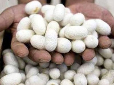 زنحیره ارزش ابریشم در لاهیجان تکمیل می‌شود 