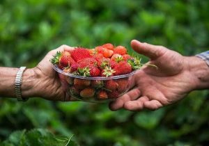 پیش‌بینی برداشت ۲۶۰۰ تن توت‌فرنگی در گیلان