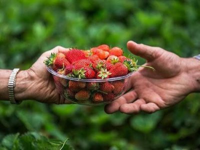 پیش‌بینی برداشت ۲۶۰۰ تن توت‌فرنگی در گیلان
