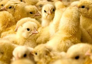 جوجه ریزی ۲۶ میلیون قطعه ای در گیلان