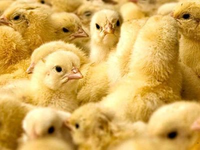 جوجه ریزی ۲۶ میلیون قطعه ای در گیلان
