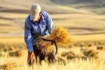 گندم و جو در گیلان به وقت برداشت