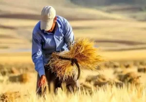 گندم و جو در گیلان به وقت برداشت