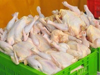برخورد قاطع تعزیرات حکومتی گیلان با متخلفان حوزه مرغ 