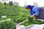 مطالبات چایکاران در مرحله نهایی «پرداخت»