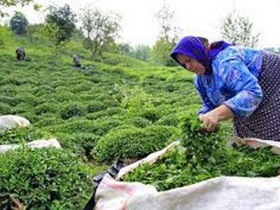 مطالبات چایکاران در مرحله نهایی «پرداخت»