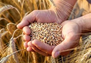 آغاز خرید تضمینی گندم در گیلان